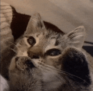 a close up of a cat laying on its back on a couch .