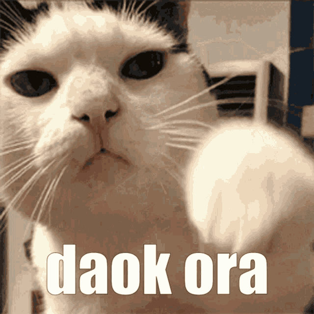 a close up of a cat with the words daok ora written below it