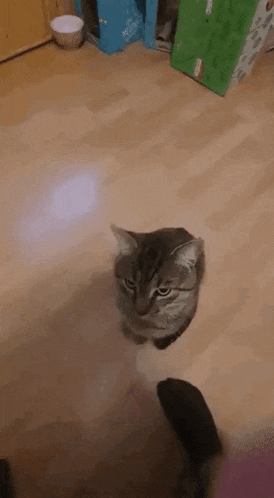 a cat is sitting on a wooden floor and looking at the camera