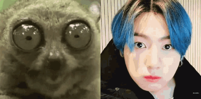 a close up of a lemur 's eyes and a close up of a person 's face with blue hair .