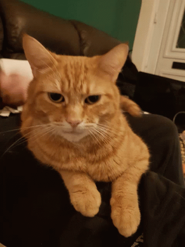 Ginger Cat What Happened GIF - Ginger Cat What Happened Gullible GIFs