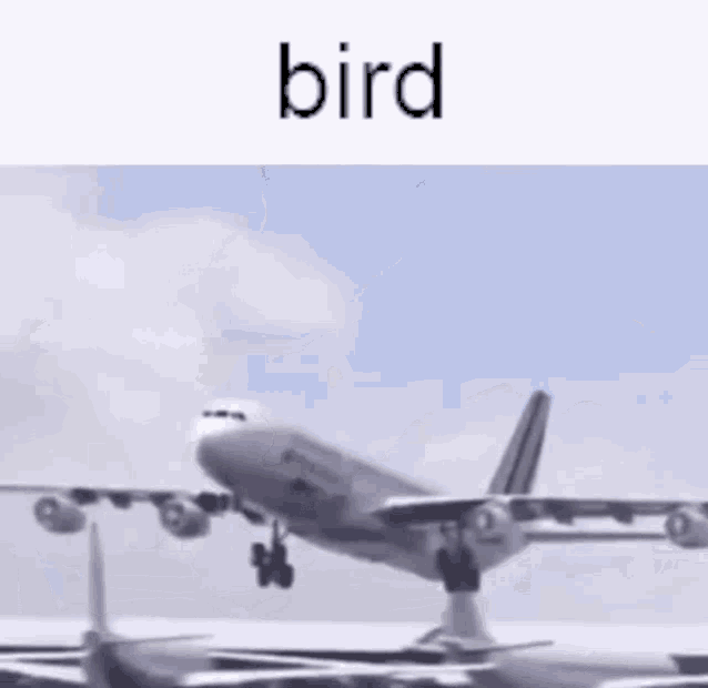 Bird Plane GIF