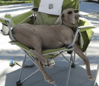 a dog is laying in a green folding chair