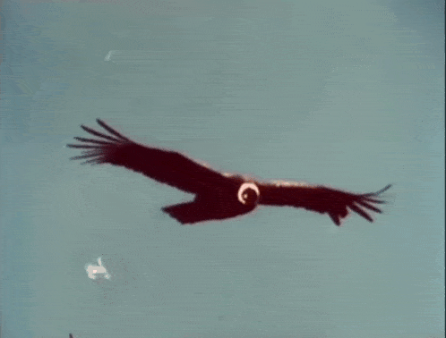 кондор птица GIF - кондор птица Bird GIFs