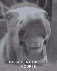 Horse Teeth GIF - Horse Teeth GIFs