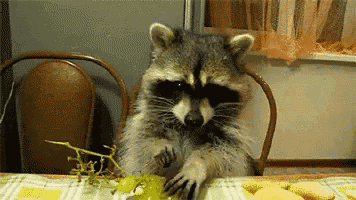 a raccoon is sitting at a table eating grapes and cookies