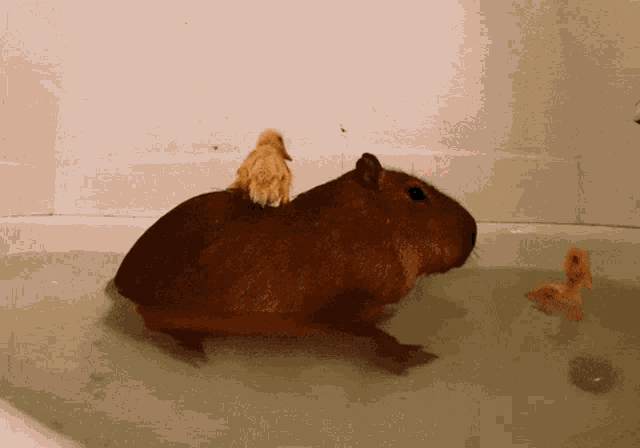 Capybara Swimming GIF - Capybara Swimming Cute GIFs