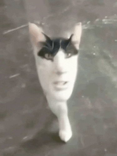 a black and white cat with a mask on its face