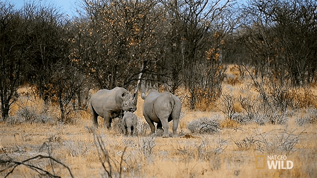 Back Off Witness A Rhino Rumble GIF - Back Off Witness A Rhino Rumble Stomp GIFs
