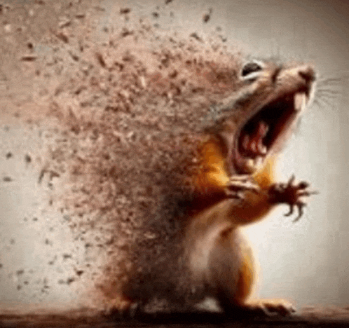 a squirrel is standing on a wooden surface with its mouth open and looking at the camera .