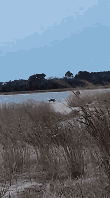 a dog is walking across a dry grass field