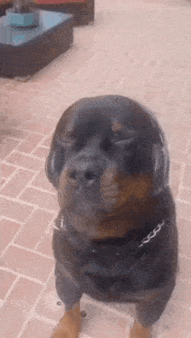 a rottweiler dog wearing headphones is sitting on a brick sidewalk with its eyes closed .