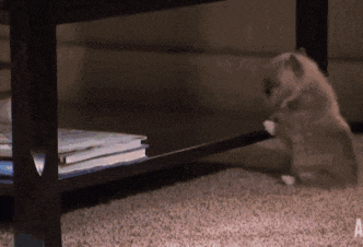 a cat is playing under a coffee table with the letter a visible