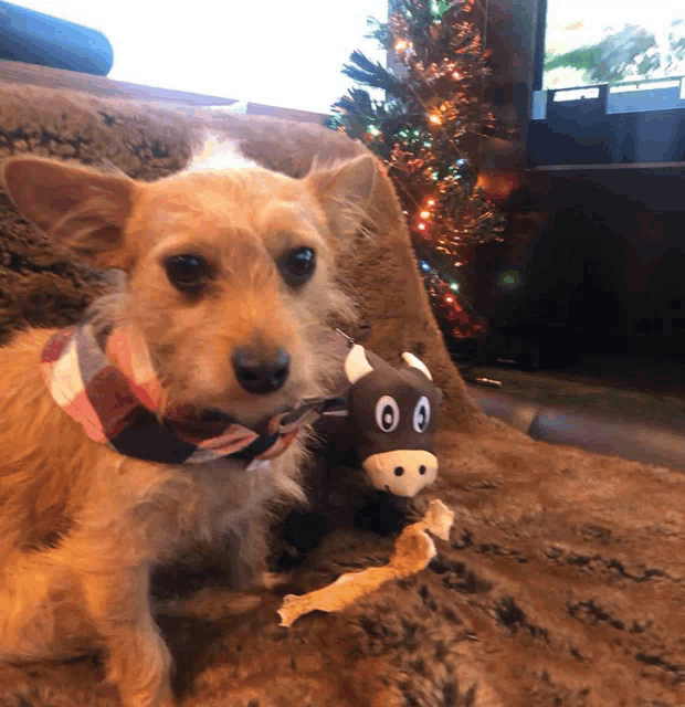 a small dog wearing a plaid scarf sits next to a stuffed cow toy
