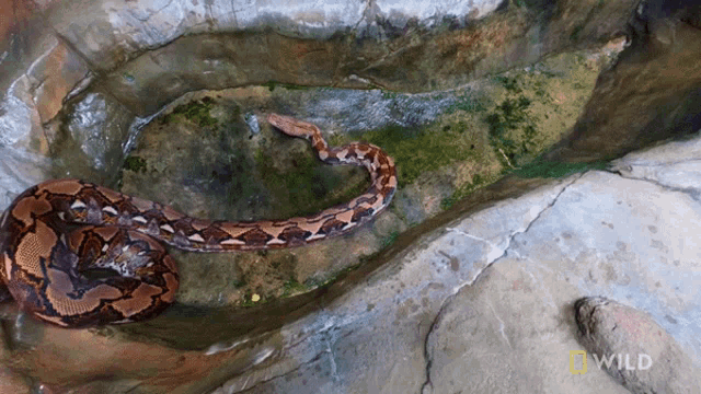 Getting Into Water National Geographic GIF - Getting Into Water National Geographic Feeding A Reticulated Python GIFs