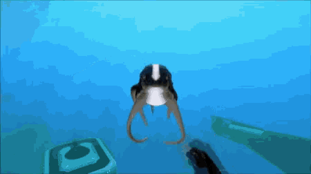 a black and white octopus is swimming in a blue water
