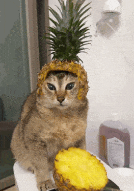 a cat with a pineapple on its head sits next to a pineapple slice