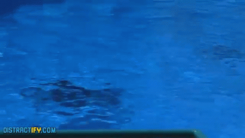 Amazing Dolphin Jump GIF - Dolphin Marinelife Seaworld GIFs