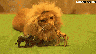 a cat wearing a lion wig is eating a toy giraffe