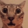 a close up of a cat 's face with very big eyes .