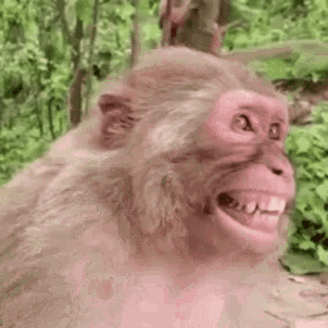 Monkeyphobic GIF - Monkeyphobic GIFs