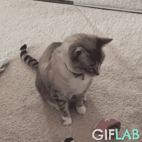 a cat is sitting on a carpet next to a toy and looking at it .