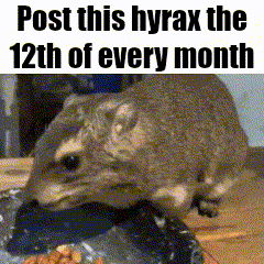 a picture of a hyrax eating food with the words post this hyrax the 12th of every month