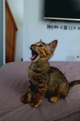 Shouting Cats GIF - Shouting Cats Kitten GIFs