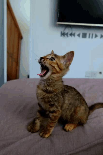 a kitten with its mouth open is sitting on a bed in front of a tv