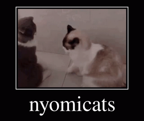 Nyomi Cats GIF - Nyomi Cats Nyomicats GIFs