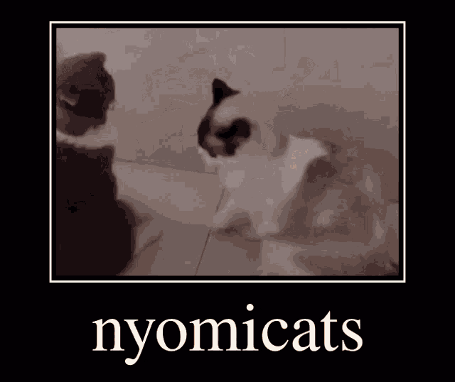 a picture of two cats playing with soap bubbles and the word nyomicats on the bottom