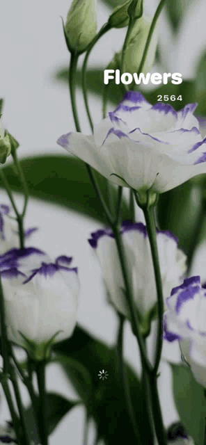 a bunch of purple and white flowers with the words flowers 2564 on the bottom