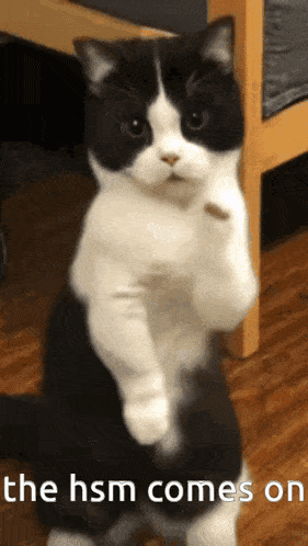 a black and white cat is standing on its hind legs with the hsm comes on written below it