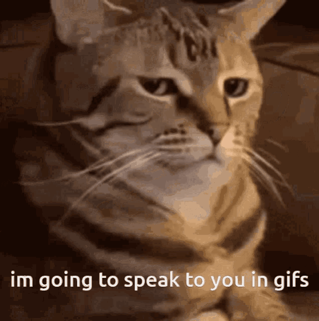 Cat Speak In Gifs GIF - Cat Speak In Gifs GIFs
