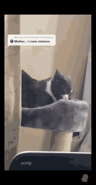 a cat laying on a scratching post next to an xps laptop