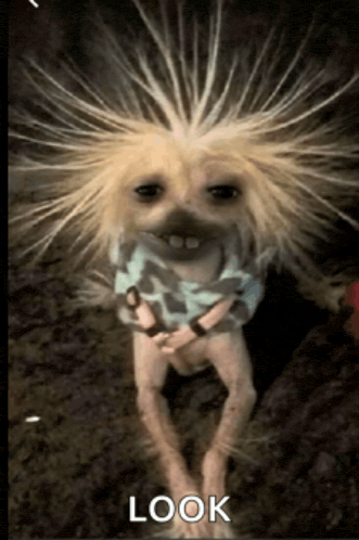 a dog with a wig on has the word look on the bottom right
