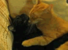 Awh GIF - Cats Hug Cute GIFs