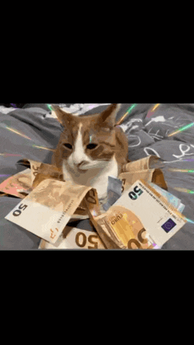 a cat is laying on a pile of 50 euro notes