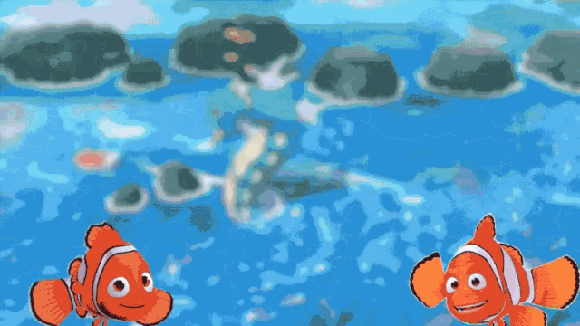 two clown fish are swimming in a pool with a man swimming in the background