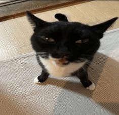 Car Cat Meme – Car Cat Cat meme – GIFs entdecken und teilen