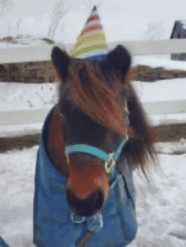 a brown horse wearing a birthday hat and a blue blanket