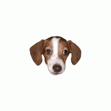 a brown and white dog is sticking its head out of a hole in the wall .