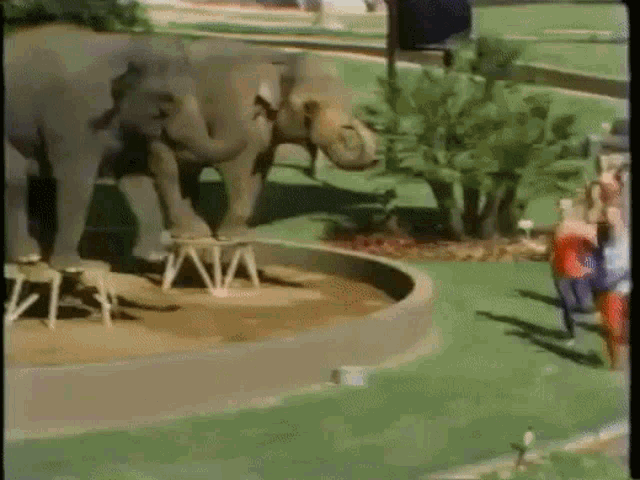 Jazzercise Elephant GIF - Jazzercise Elephant Dancing GIFs
