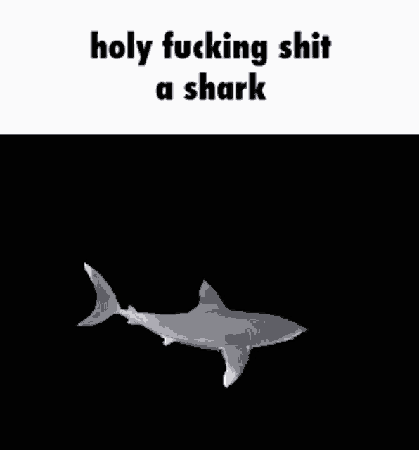 a shark is swimming in the water with the words holy fucking shit a shark below it .