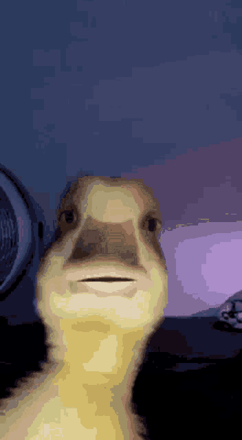 a close up of a duck looking at the camera