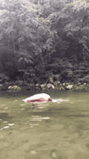 a person is swimming in a river near a forest