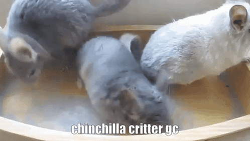 Chinchilla Critter GIF - Chinchilla Critter Gc GIFs