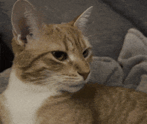 Pet Cat Orange Cat GIF - Pet Cat Orange Cat Pet A Cat GIFs