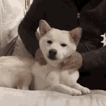 Funny Animals Dogs GIF - Funny Animals Dogs Neck GIFs