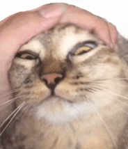 a person is petting a cat 's head with their finger